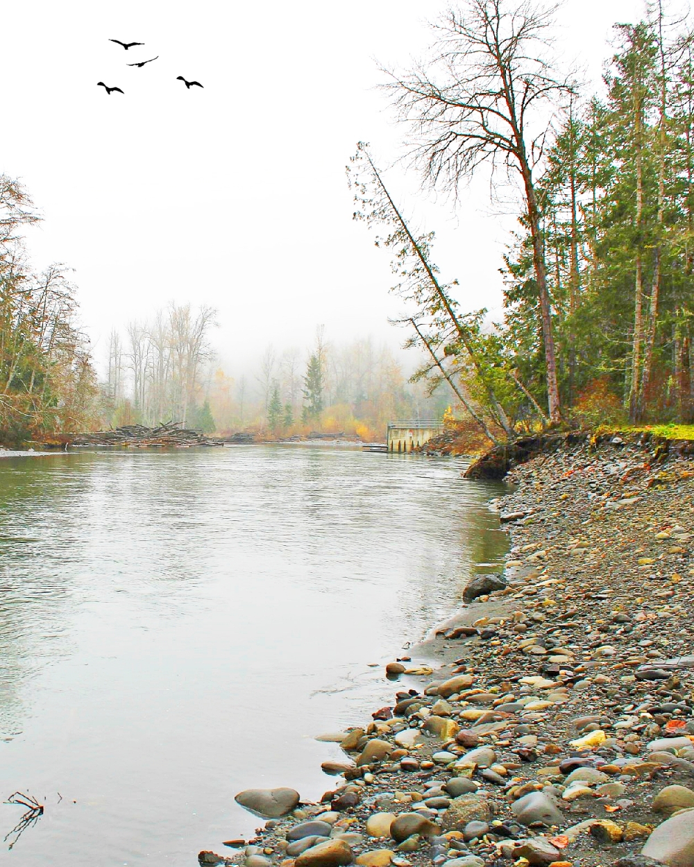 Historic River Pollution Lawsuit Filed Against UK Poultry Giants
